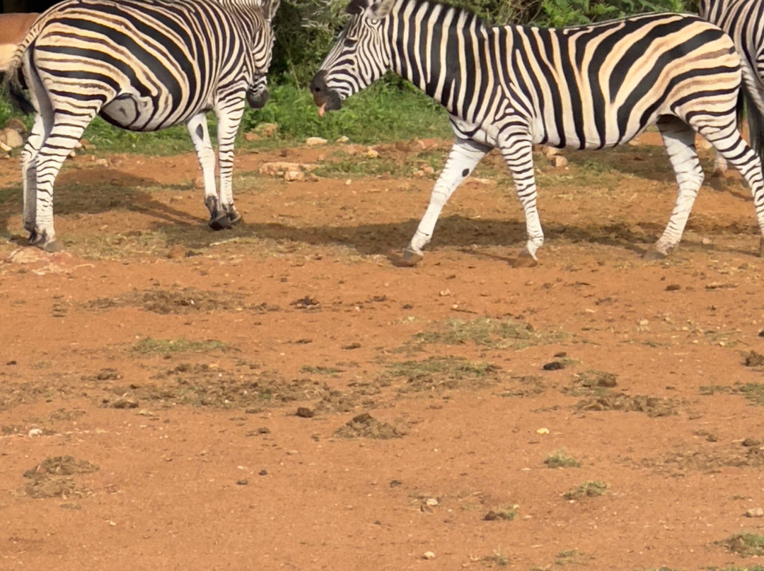 Loisico Tours and Excursions-Bloubergstrand必去景点