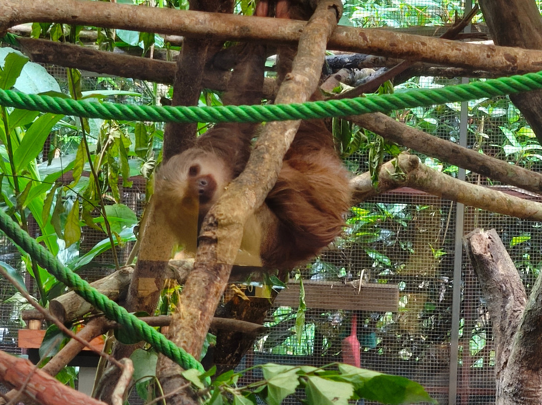 Jaguar Rescue Center-旧港必去景点