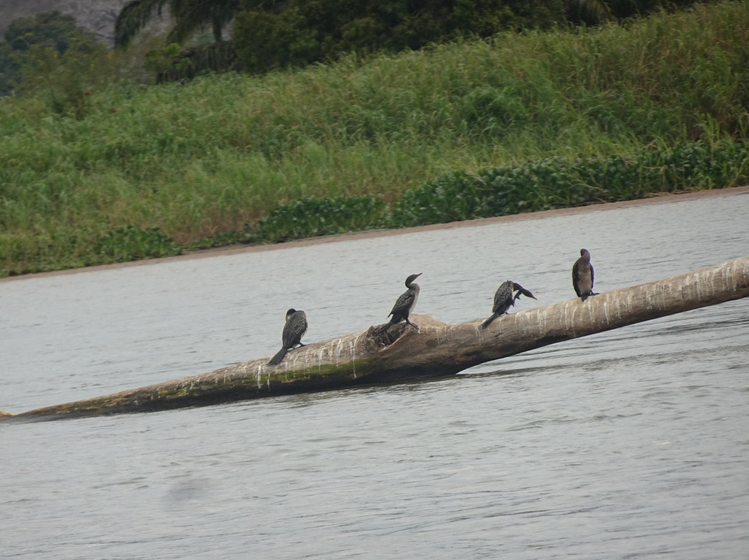 Kwanza River-Muxima必去景点