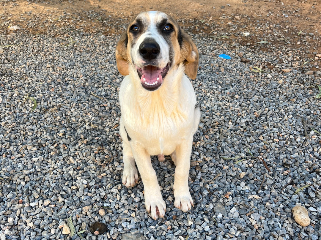 Gouves Animal Shelter-古韦斯必去景点
