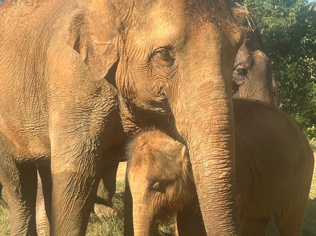 Following Giants - Krabi-Khlong Hin必去景点