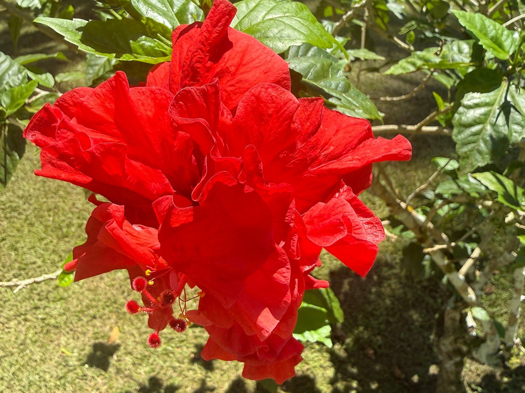 GEORGE OF THE JUNGLE ADVENTURE-格兰德岛必去景点