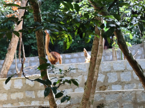 Black Lemur Sanctuary-Nosy Komba必去景点