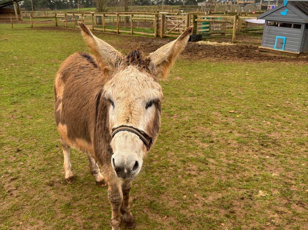 Fairytale Farm-奇平诺顿必去景点