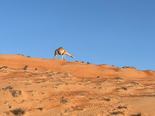 Arabian Nights Resort & Spa主图