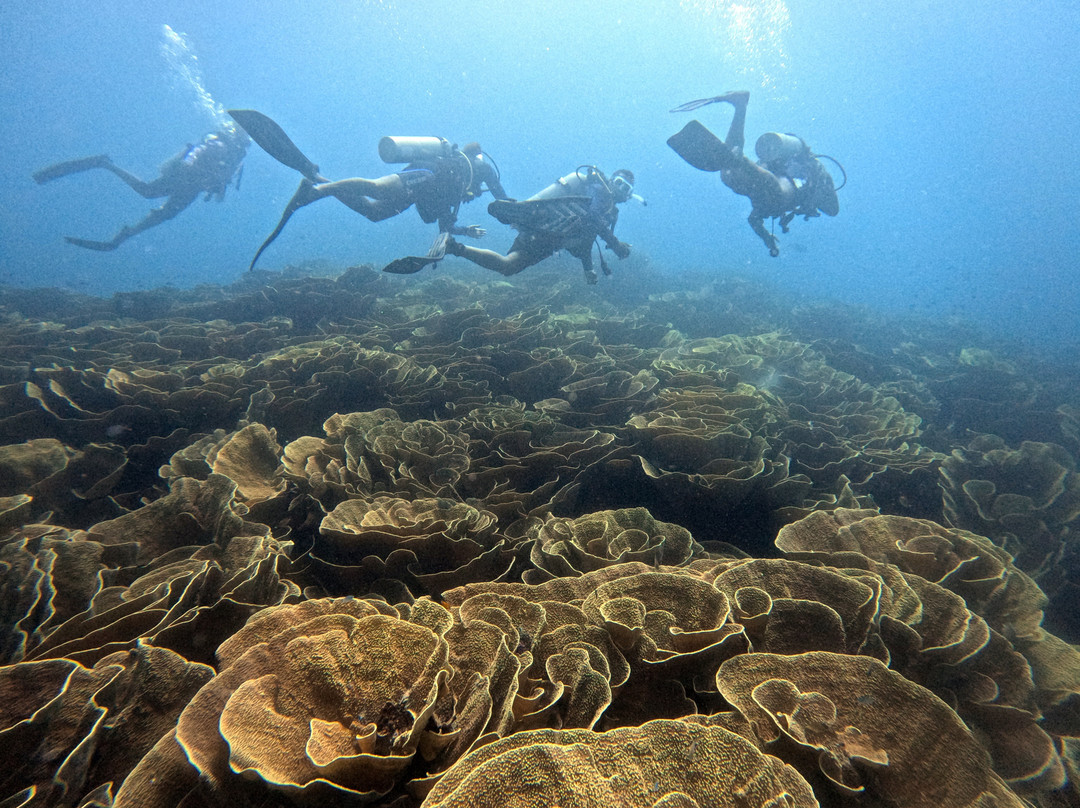 Dive Academy Fiji-Waiyevo必去景点