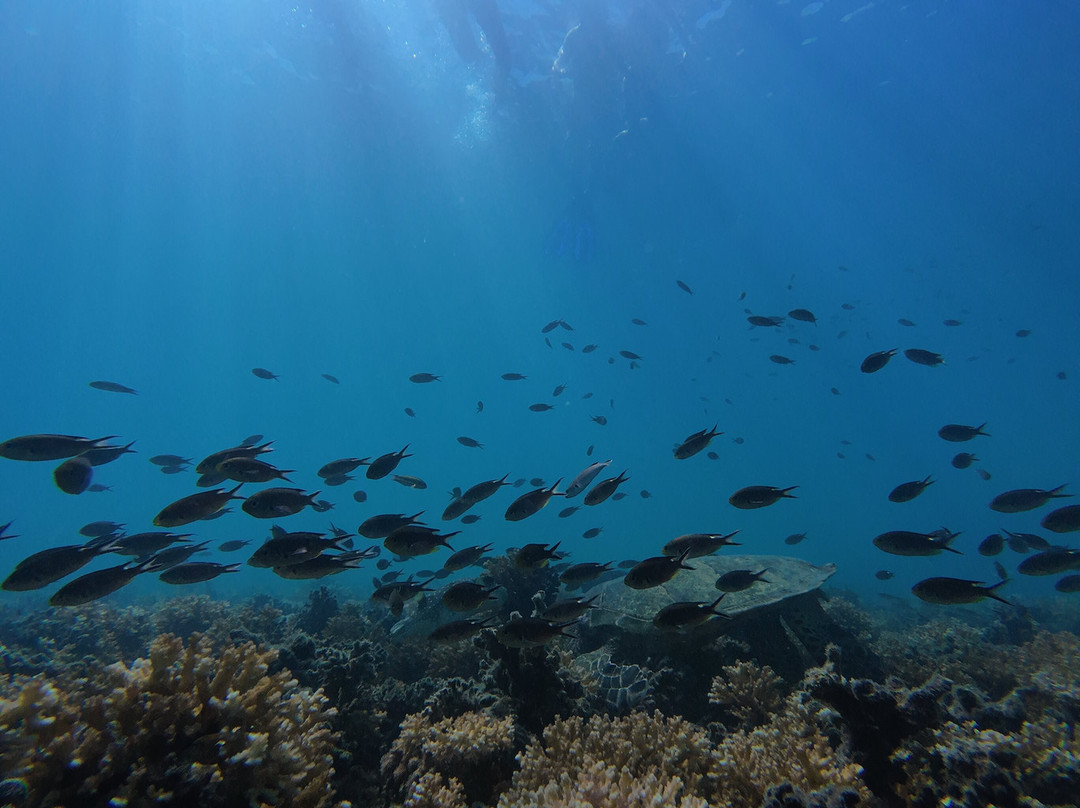 Spearbaby-Santa Catalina必去景点