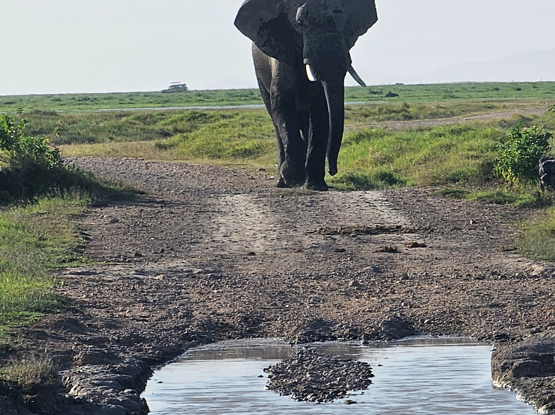 Msherembe Safaris And Travel-Voi必去景点