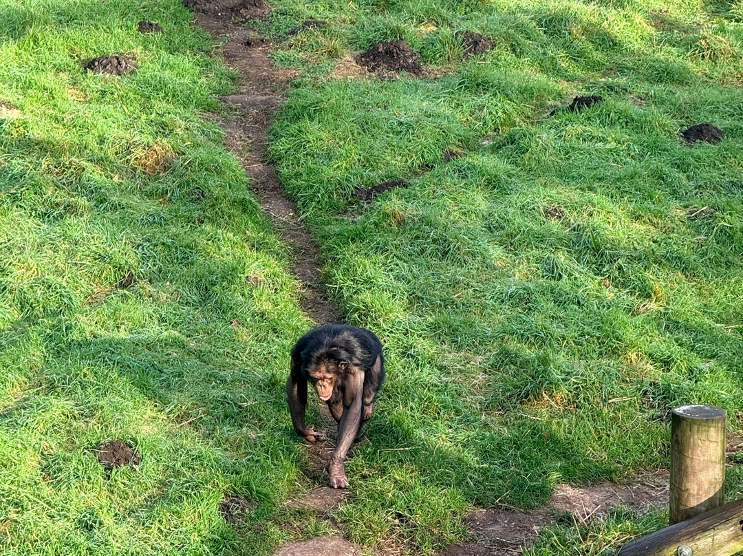 Monkey World-韦勒姆必去景点