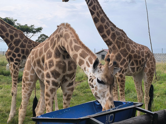 CTC Conservation Center-Mpigi必去景点