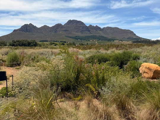 Stellenzicht-斯泰伦博斯必去景点