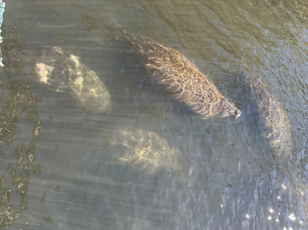 Homosassa springs wildlife park-Homosassa Springs必去景点