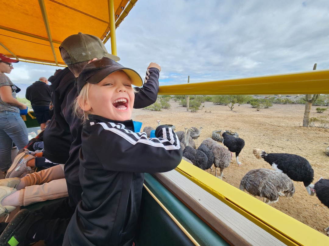 Rooster Cogburn Ostrich Ranch-Picacho必去景点
