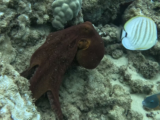 深层生态学-哈雷瓦必去景点