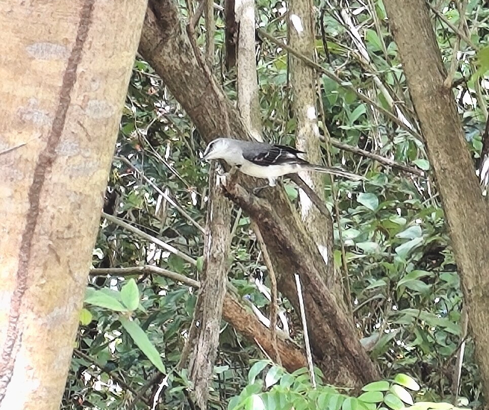 Jardín Botánico de San Andrés-圣安德烈斯必去景点
