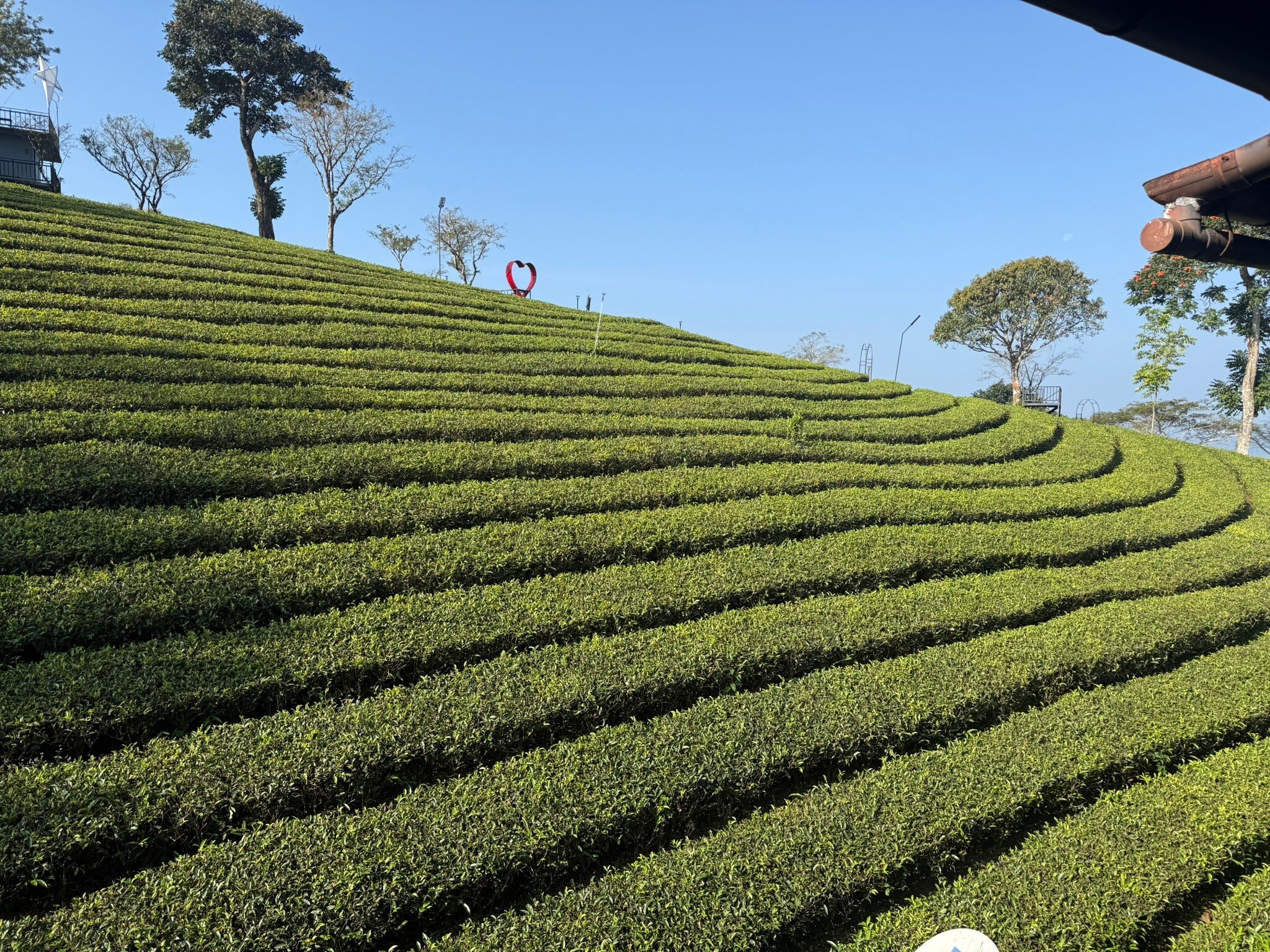 Dream Catcher Plantation Resort-官方