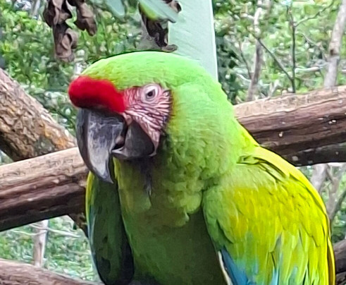 Jaguar Rescue Center-旧港必去景点