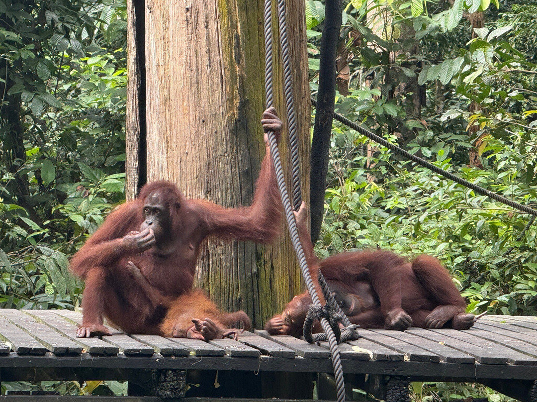 Sepilok Orangutan Rehabilitation Centre