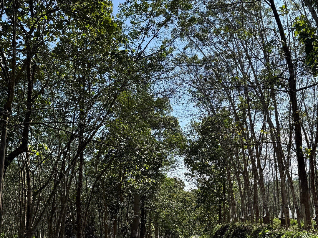 Drivers in Sri Lanka-科伦坡必去景点