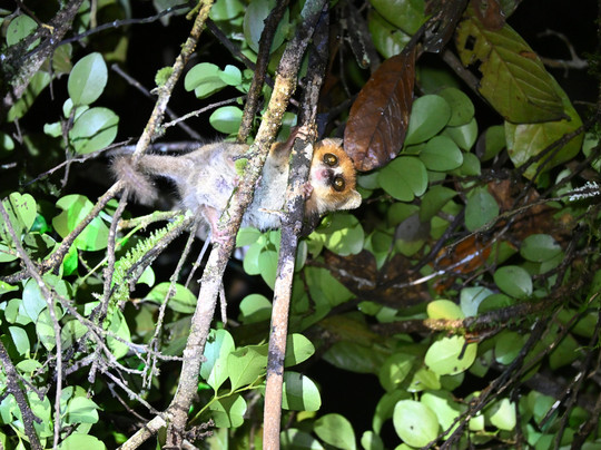 GMT+3 Great Madagascar Tours - Day Tours-安塔那那利佛必去景点