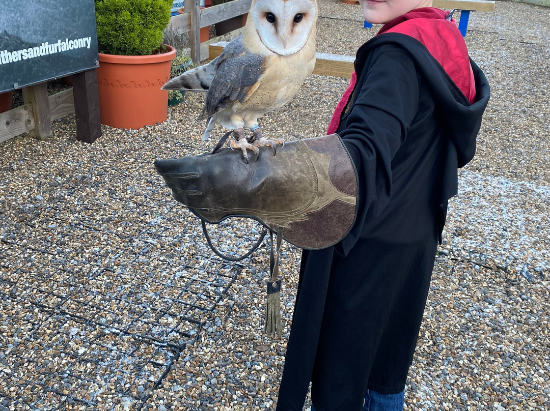 Feathers and Fur Falconry Centre-布拉克内尔必去景点