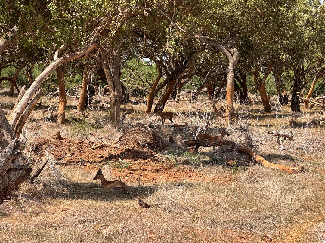 Watamu Diego Safari Day Tours-瓦塔木必去景点