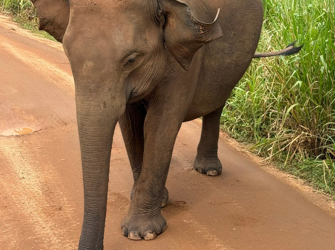 See Sri Lanka Tours-康提必去景点