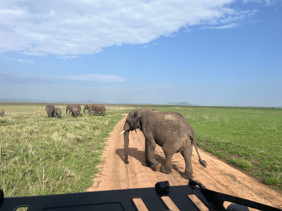 Meerkat Expedition-阿鲁沙必去景点