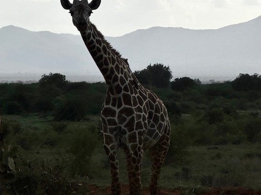 Mimmo Shaibu Kenya Safari-瓦塔木必去景点