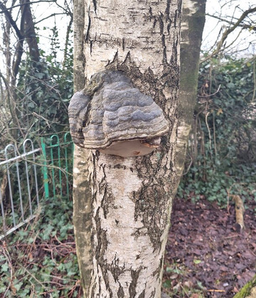 Barshaw Park-佩斯利必去景点