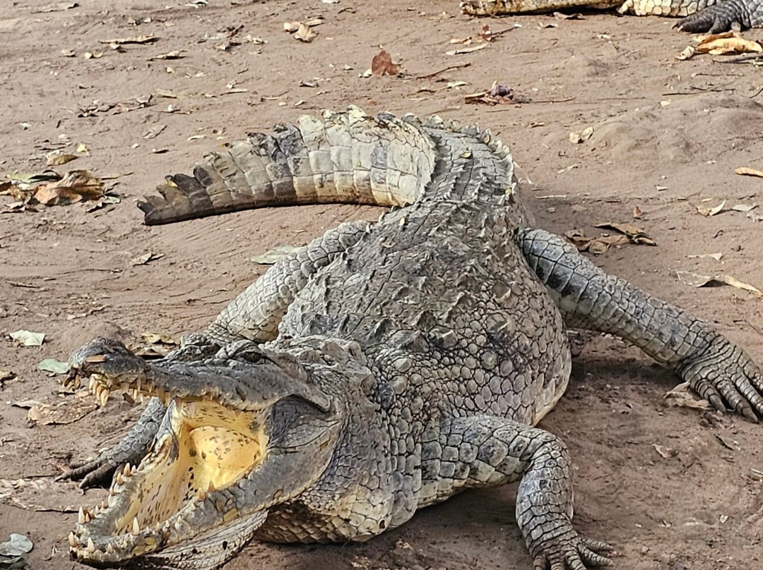 Kachikally Crocodile Pool-Bakau必去景点