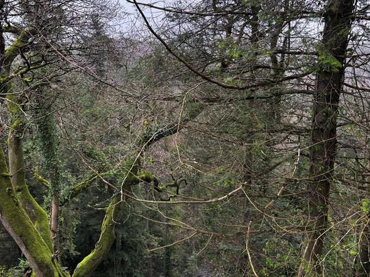 Treetop Walk Avondale-Rathdrum必去景点