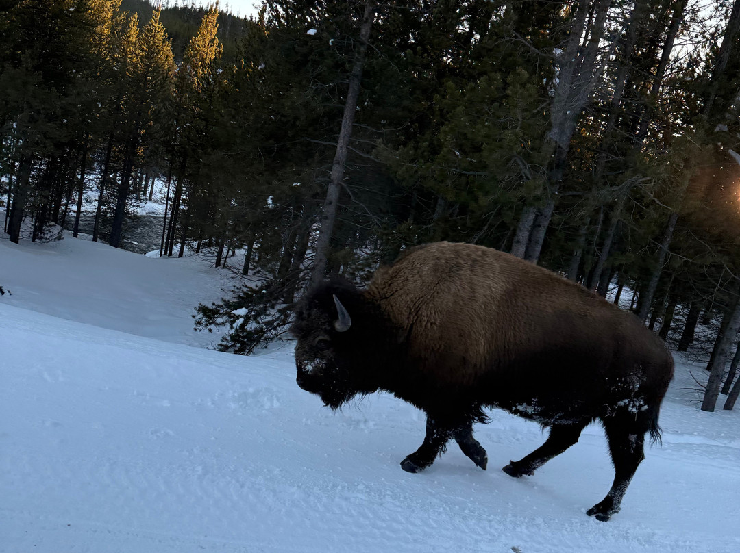 Yellowstone Expeditions-西黄石镇必去景点