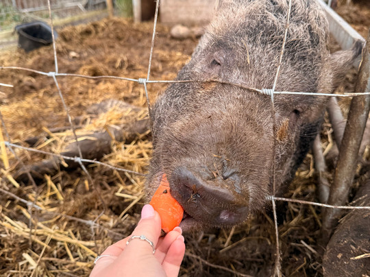 Woodlands Alpaca Farm-沃灵顿必去景点