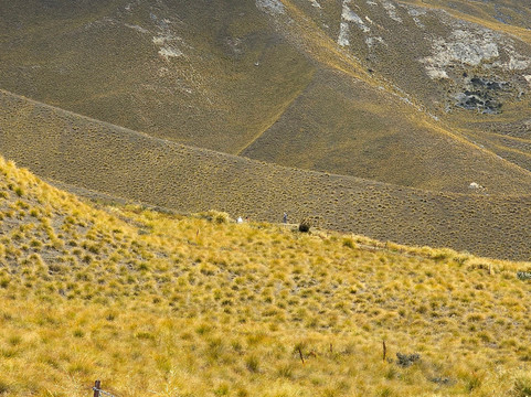 Stray-奥克兰中心地区必去景点