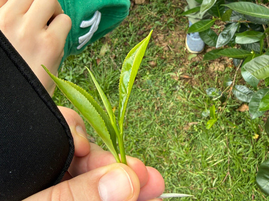 Tsara Tea-Akuressa必去景点