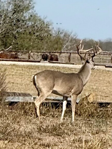 King Ranch Visitor Center-Kingsville必去景点