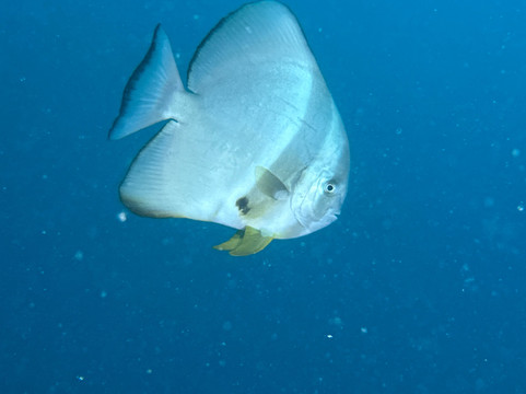 STM-Diving-赫尔格达必去景点