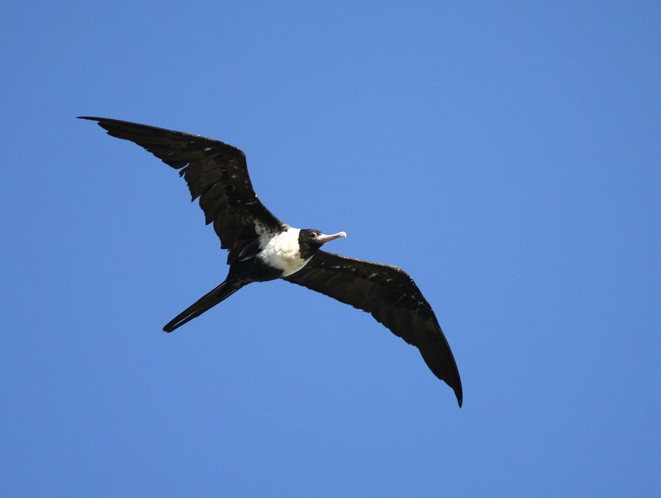 伊丽特女士岛度假村-浴室