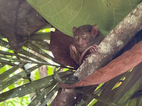 眼镜猴保护区-Bilar必去景点