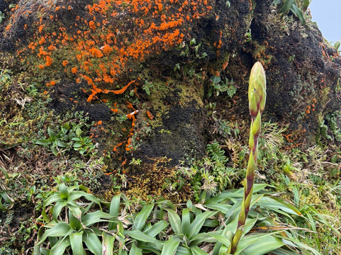 La Soufriere Volcano-Saint-Claude必去景点