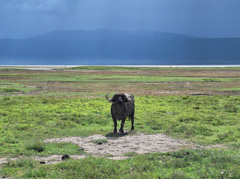 Savannah Explorers Limited-阿鲁沙必去景点