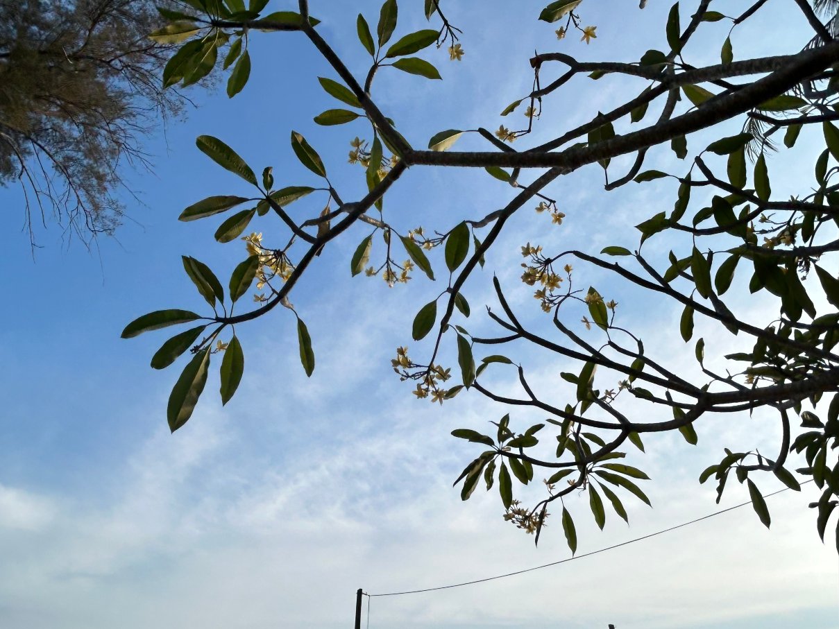 迪克森海中天港口-官方