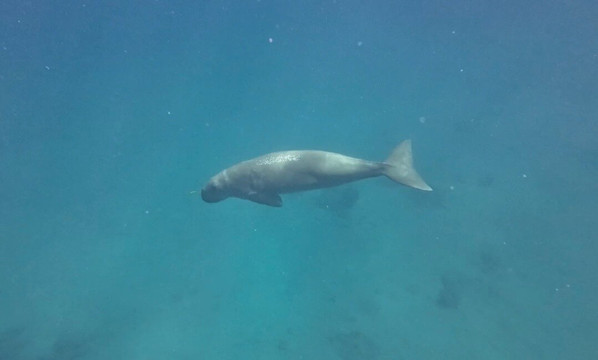 Dive Tribe-Neil Island必去景点