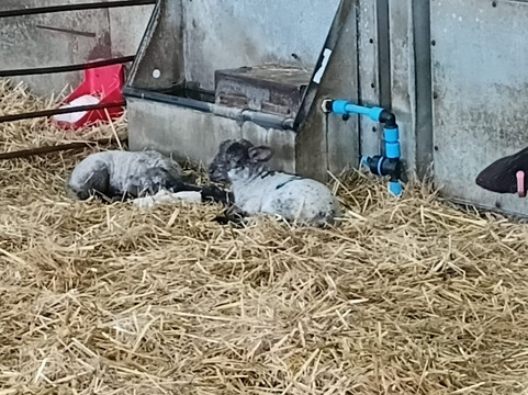 Bocketts Farm Park-莱瑟黑德必去景点