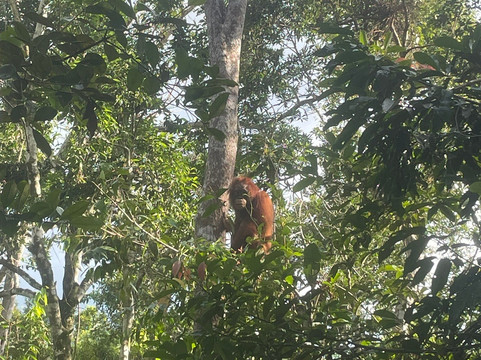Orangutan Houseboat Tour-Kumai必去景点