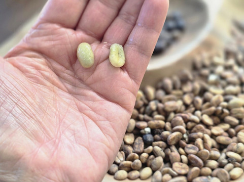 Coffea diversa-Buenos Aires必去景点