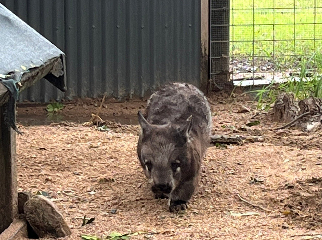 Billabong Sanctuary-汤斯维尔必去景点