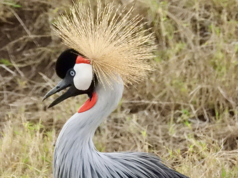 UBUNTU SAFARIS & TOURS COMPANY-阿鲁沙必去景点