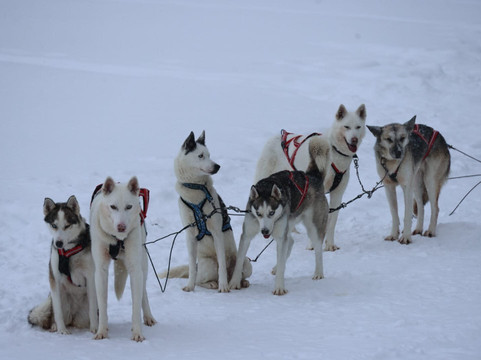 Kota-Husky-Posio必去景点